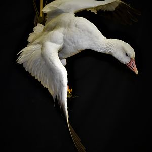 Snow Goose Full Mount Taxidermy