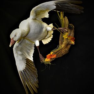 Snow Goose Full Mount Taxidermy