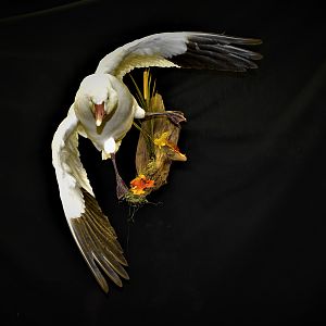 Snow Goose Full Mount Taxidermy