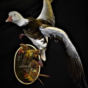 Blue Goose Full Mount Taxidermy