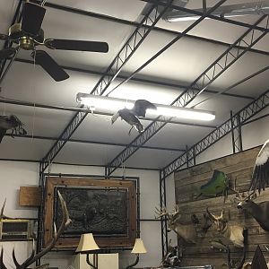 Taxidermy Room