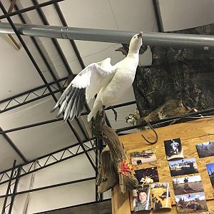 Blue Goose Full Mount Taxidermy Process