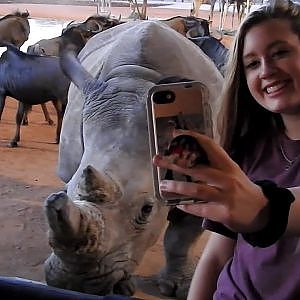 Petting rhinos