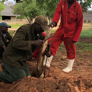 Removing Elephant Tusks