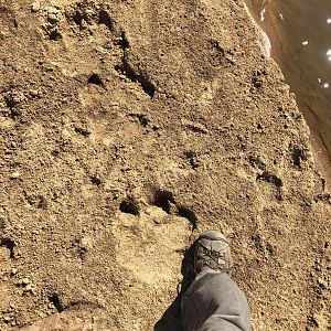 Hippo Tracks Zimbabwe