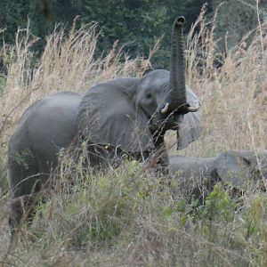 Elephants Zimbabwe