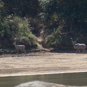 Kudu's Zimbabwe