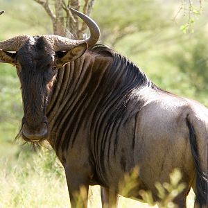 Blue Wildebeest South Africa