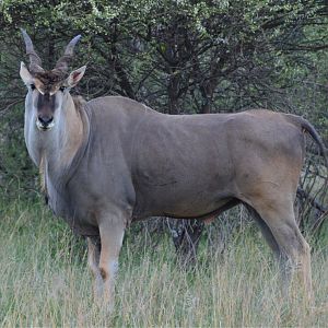 Eland South Africa