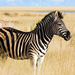 Burchell's Plain Zebra South Africa