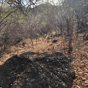 Hunting Cape Buffalo in Zimbabwe