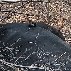 Oxpecker on Buffalo