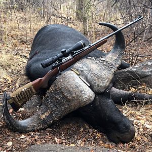 Zimbabwe Hunt Cape Buffalo