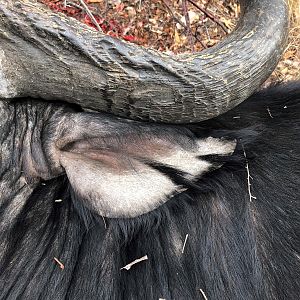 Ear of Cape Buffalo