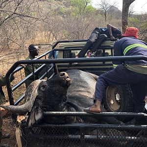 Buffalo Hunt Zimbabwe