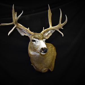 Mule Deer Shoulder Mount Taxidermy