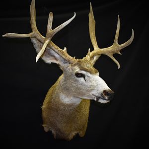 Mule Deer Shoulder Mount Taxidermy