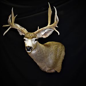 Mule Deer Shoulder Mount Taxidermy