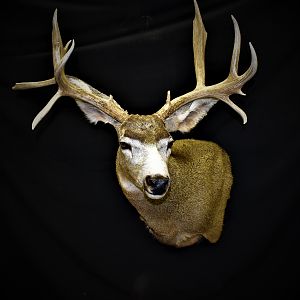 Mule Deer Shoulder Mount Taxidermy