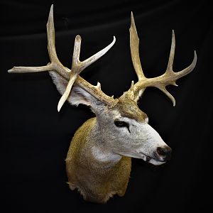 Mule Deer Shoulder Mount Taxidermy