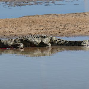 Zambia Hunt Crocodile