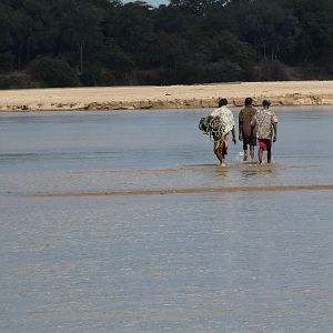 Trackers retrieving Crocodile Zambia