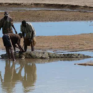 Trackers retrieving Crocodile Zambia