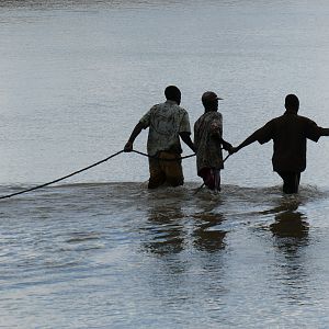 Trackers retrieving Crocodile Zambia