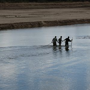 Trackers retrieving Crocodile Zambia