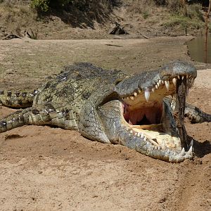 Zambia Hunt Crocodile