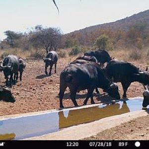 Cape Buffalo Trail Cam Pictures South Africa