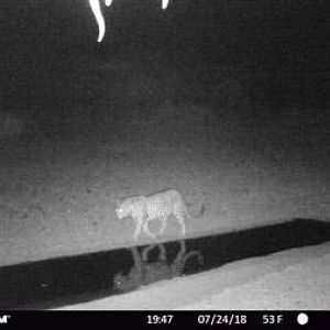 Trail Cam Pictures of Leopard in South Africa