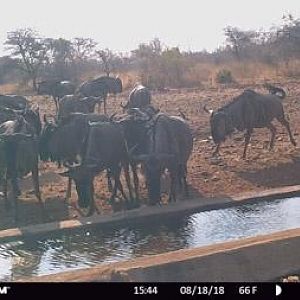 Blue Wildebeest Trail Cam Pictures South Africa