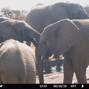 South Africa Trail Cam Pictures Elephant