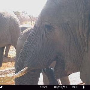 Elephant Trail Cam Pictures South Africa