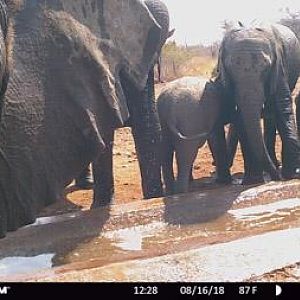 Trail Cam Pictures of Elephant in South Africa