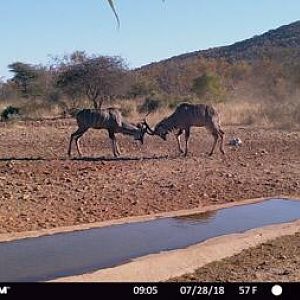 Kudu Trail Cam Pictures South Africa