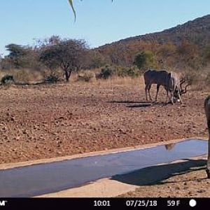 Kudu Trail Cam Pictures South Africa