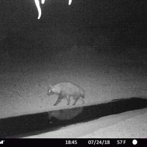 South Africa Trail Cam Pictures Brown Hyena