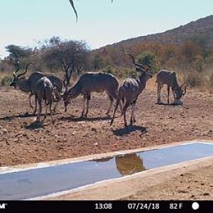 Kudu Trail Cam Pictures South Africa