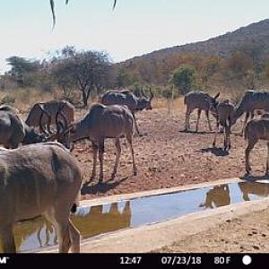 Trail Cam Pictures of Kudu in South Africa