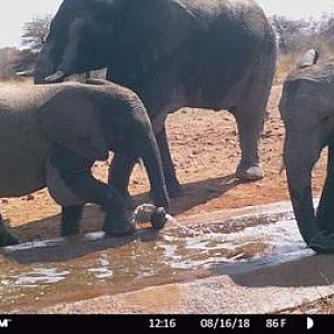 Trail Cam Pictures of Elephant in South Africa