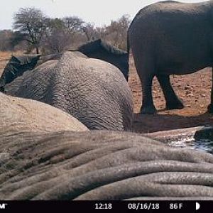 South Africa Trail Cam Pictures Elephant