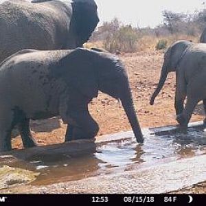 Trail Cam Pictures of Elephant in South Africa