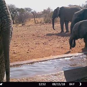 South Africa Trail Cam Pictures Elephant