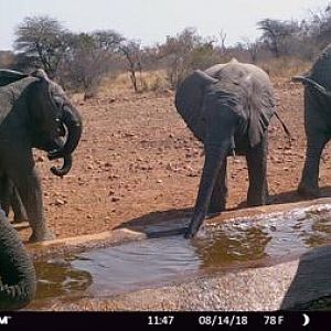 Trail Cam Pictures of Elephant in South Africa