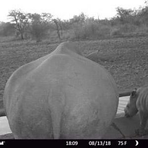 South Africa Trail Cam Pictures White Rhino