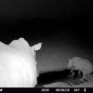 South Africa Trail Cam Pictures White Rhino