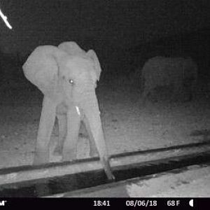 South Africa Trail Cam Pictures Elephant