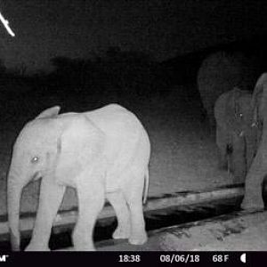 Elephant Trail Cam Pictures South Africa